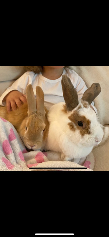 2 rabbits for rehoming FREE/GRATUIT  to the right home. dans Petits animaux à adopter  à Ville de Montréal - Image 2