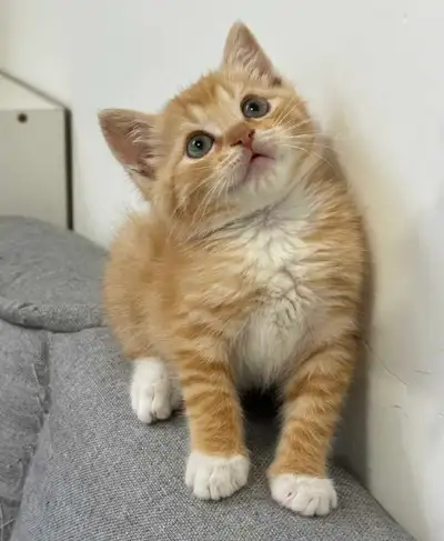 Beautiful kittens, View more