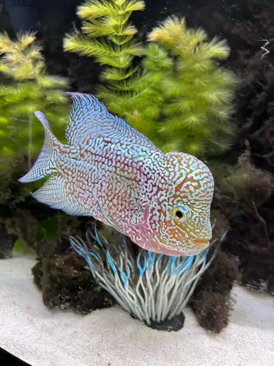 Flowerhorn Fish, View more
