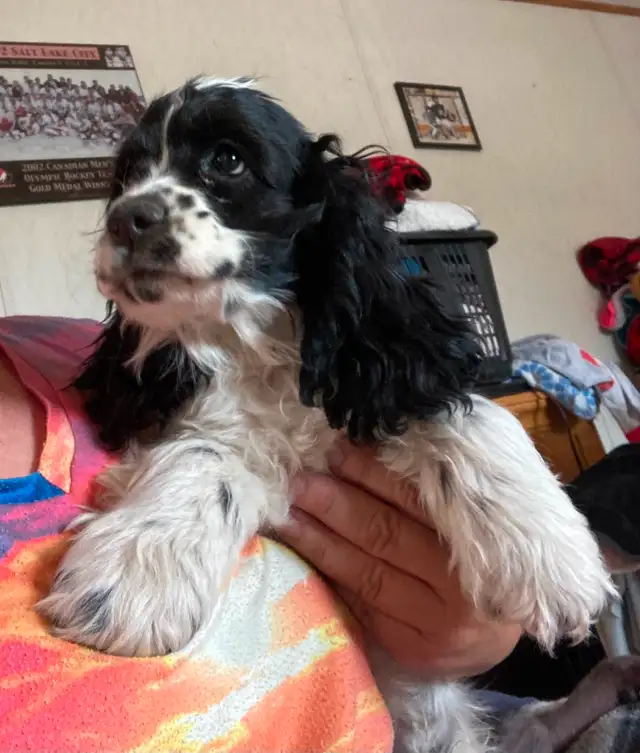 Cocker Spaniel puppies in Dogs & Puppies for Rehoming in Edmonton - Image 11