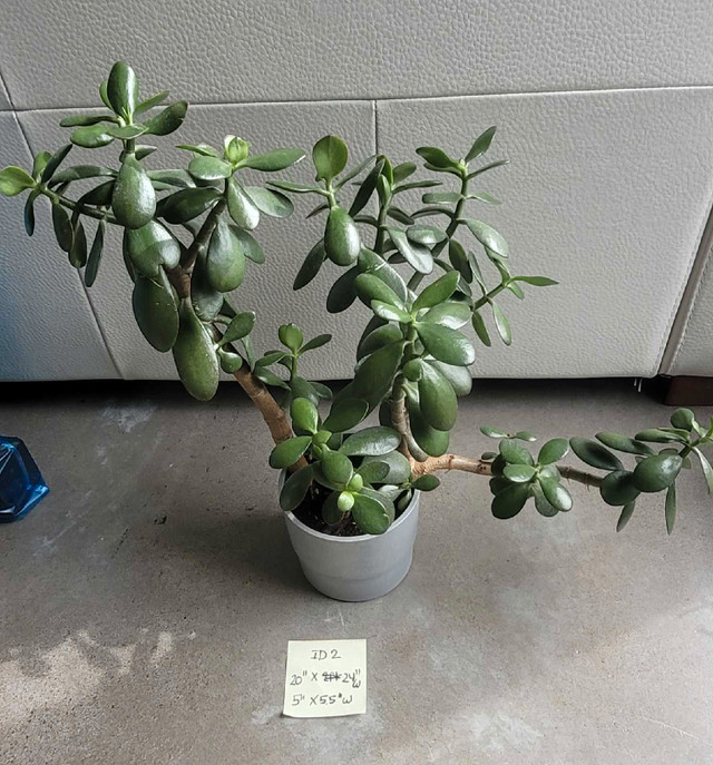 Multi Jade (4) plants 20" x 24" in one IKEA NYPON 6"x6" grey pot in Other in City of Halifax - Image 3