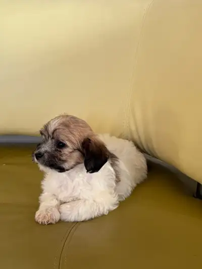 8 weeks Bichon shih puppies are ready for rehoming,have vet papers and first shot vaccines and dewor...