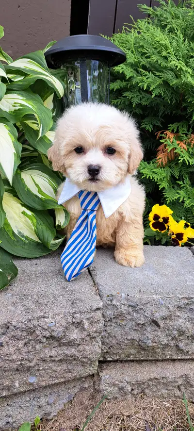 Shipoo male, View more
