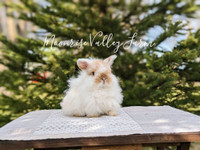 Purebred fuzzy Holland lop baby Bunnies-PENDING