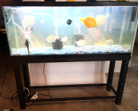 Running Fish Tank (55 gallon) with fishes, food and equipment