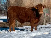 2yr old Limousin and Charolais bulls for sale