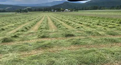 Beautiful hay for sale in the Enderby area. Hay was made in the first week of June. No rain and barn...