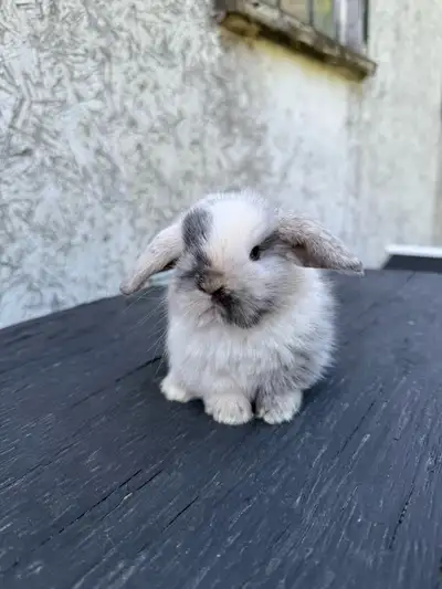 purebred holland lop doe , View more