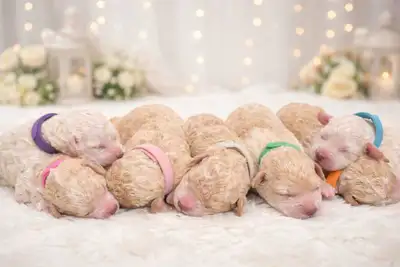 Hypoallergenic Non Shedding Poochon Puppies, View more