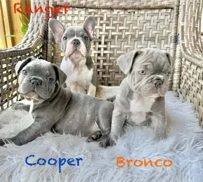 Frenchton Puppies “Rainbow Colours”, View more