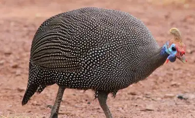 Guinea fowl.  Best tick munchers, View more