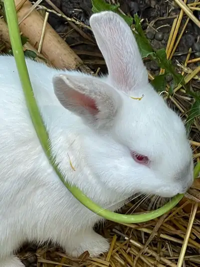 white bunnies for sale, View more
