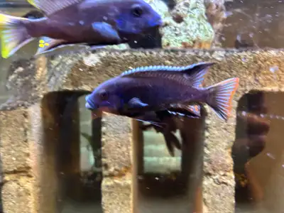 yellow tail acei 3-5 inch, View more