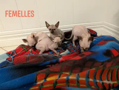 SPHYNX , 3 mâles 3 femelles née le 28 mars, View more