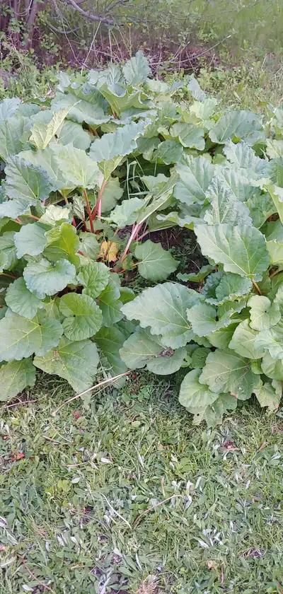 Rhubarb, View more