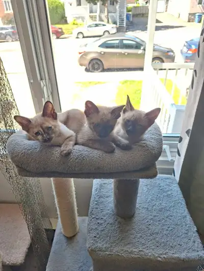 Chatons Siamois et Tonkinois, View more