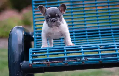 french bulldog puppiee, View more