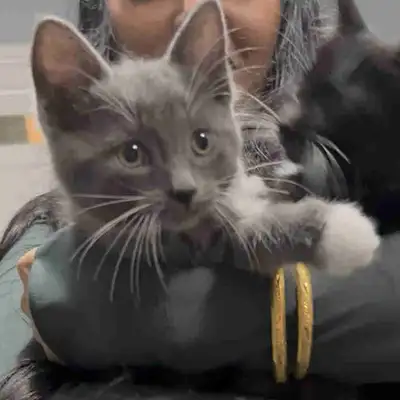 kitten for sale all included bed litter box food bowl, View more