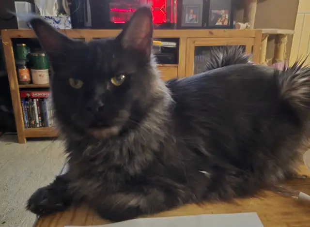 Retired Registered Purebred Maine Coon in Cats & Kittens for Rehoming in North Bay - Image 4