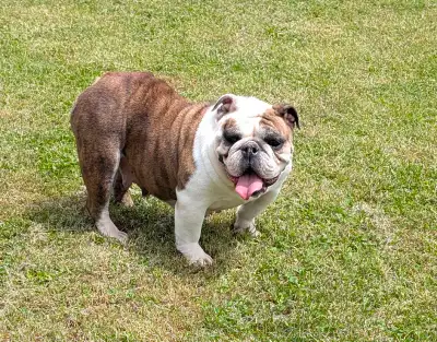 We currently have a few adult English Bulldogs looking for calm, loving forever homes. ❤️ ⚠️ Please...