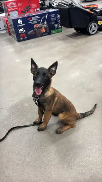 CKC-UKC Belgian Malinois Female (Health Tested Parents), View more