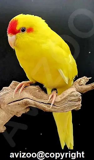KAKARIKI EAM FEMELLES --- 550$, View more
