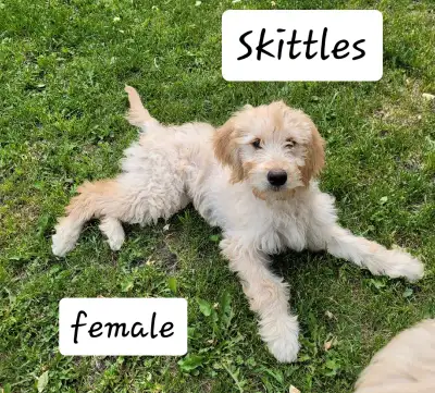 Moyen Goldendoodle Puppy, View more