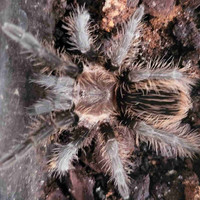 Tliltocatl Albopilosis or curlyhair tarantula. 