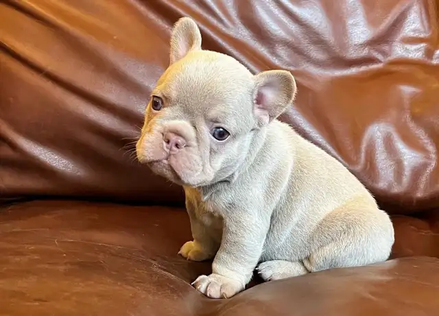 Silver Purple metallic - most rare & prestigious frenchie colour in Dogs & Puppies for Rehoming in City of Montréal - Image 6