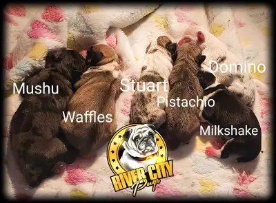 Panda Pug, Merle Pug & Koi Pug Puppies, View more