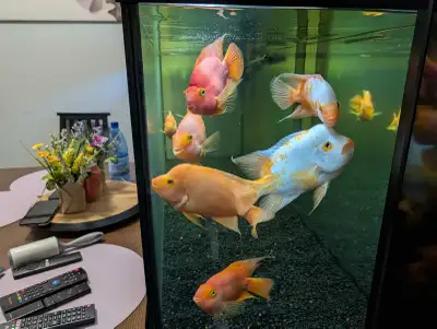 250 for all fish. 8 fish total. All large fish. Individual price: Midas 10 plus inch white and orang...