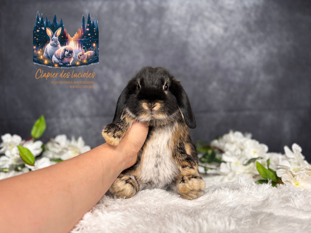 Neutered young holland lops bunnies  in Small Animals for Rehoming in Saskatoon - Image 2