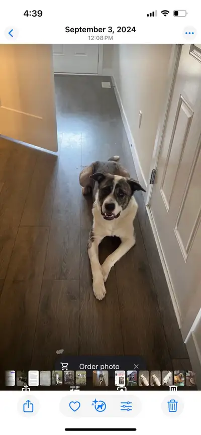 rehoming dog, View more