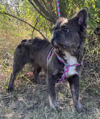 Fluffy French bulldog male, View more