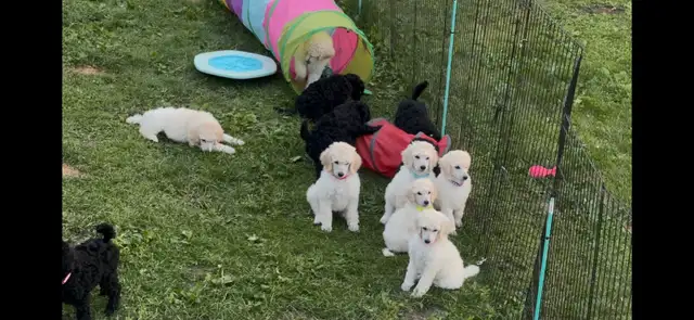Standard poodle puppies in Dogs & Puppies for Rehoming in Ottawa - Image 11