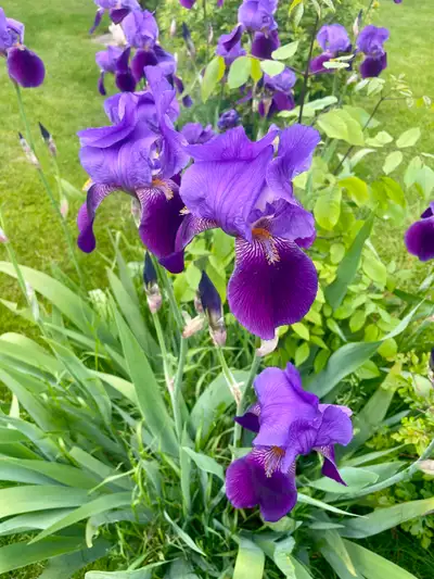 Skilled Home Gardener look for Professional Gardening work., View more
