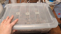 Worm Bin with 50 worms