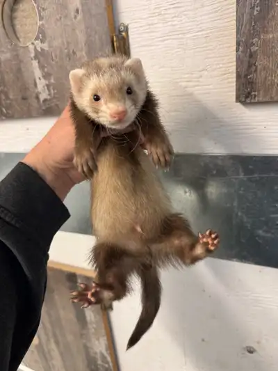 2 bebe Furret marshall male / 2 male baby marshall ferrets, View more