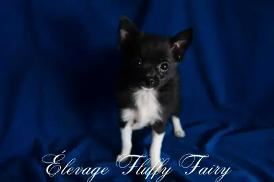 Chiot Pomchi!, View more