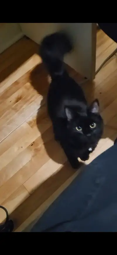 Black female cat 1 years old to give for free, not vaccinated/operated, sadly my roomate is allergic...
