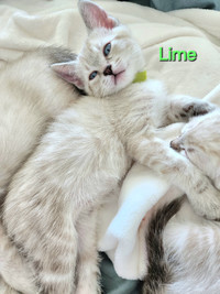 Lynxpoint Siamese Boys - ready to go!