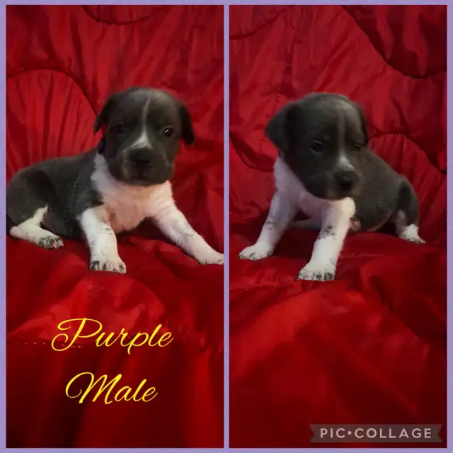 Bullmastiff X GSP in Dogs & Puppies for Rehoming in Moncton - Image 3