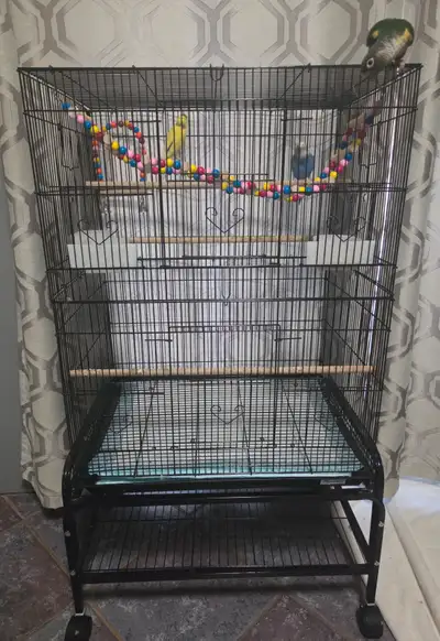 Budgies with all supplies, View more