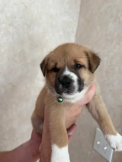 Adorable Puppies Looking for Loving Homes – Ready July 4th!, View more