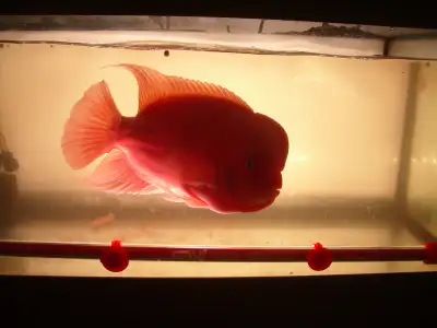 FOR SALE LARGE RED MONKEY $500, 90 GALLON TANK $100, View more