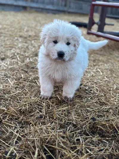 UPDATE: One female left! Friendly, hard working Maremma puppies available. Bred to think for themsel...