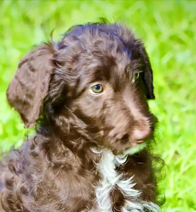 4 DOODLES, BORDOODLES F1 et F2 et F3 , PUPPIES, CHIOT in Dogs & Puppies for Rehoming in Laurentides - Image 11
