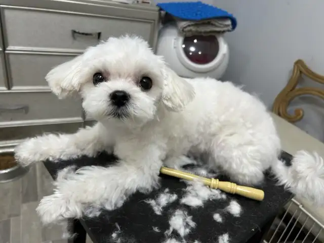 Korean Bloodline Maltese for adoption in Dogs & Puppies for Rehoming in Windsor Region - Image 6