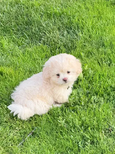 Adorable 8-Week-Old Shih Tzu – Ready for Their Forever home, View more