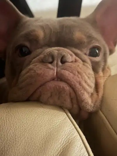 French bulldog, View more